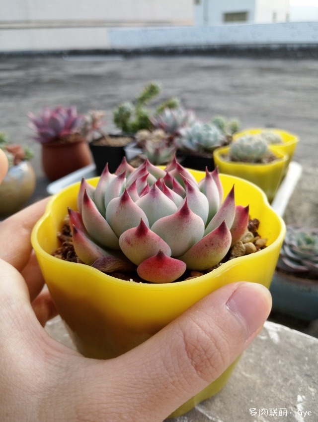 多肉月亮石還叫什么名字_月亮石多肉好養嗎_月亮石多肉繁殖