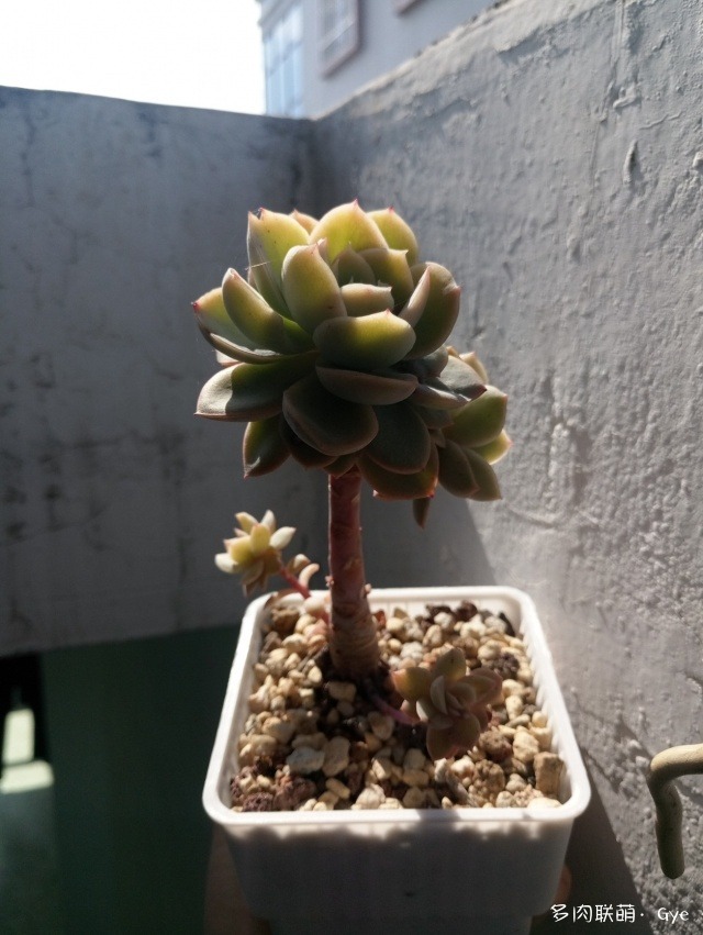 月亮石多肉繁殖_多肉月亮石還叫什么名字_月亮石多肉好養嗎