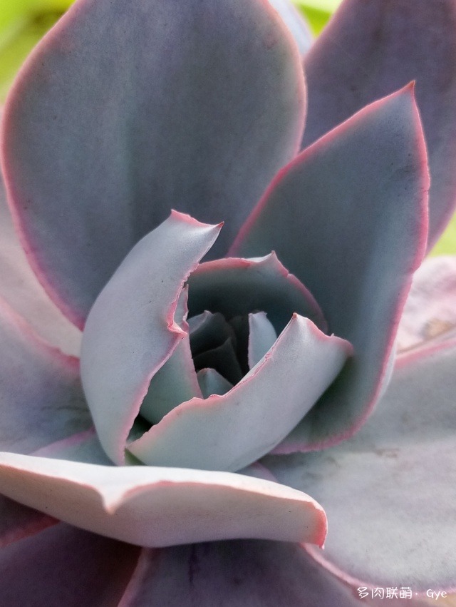 月亮石多肉繁殖_多肉月亮石還叫什么名字_月亮石多肉好養嗎