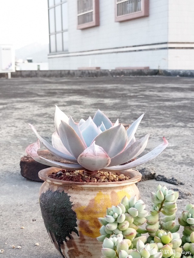 多肉月亮石還叫什么名字_月亮石多肉繁殖_月亮石多肉好養嗎