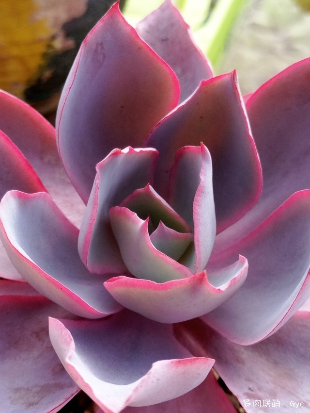 月亮石多肉繁殖_多肉月亮石還叫什么名字_月亮石多肉好養嗎