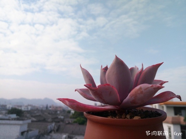 月亮石多肉繁殖_多肉月亮石還叫什么名字_月亮石多肉好養嗎