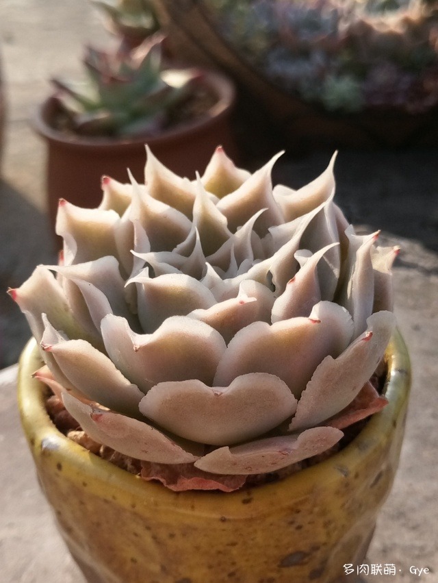 月亮石多肉繁殖_多肉月亮石還叫什么名字_月亮石多肉好養嗎