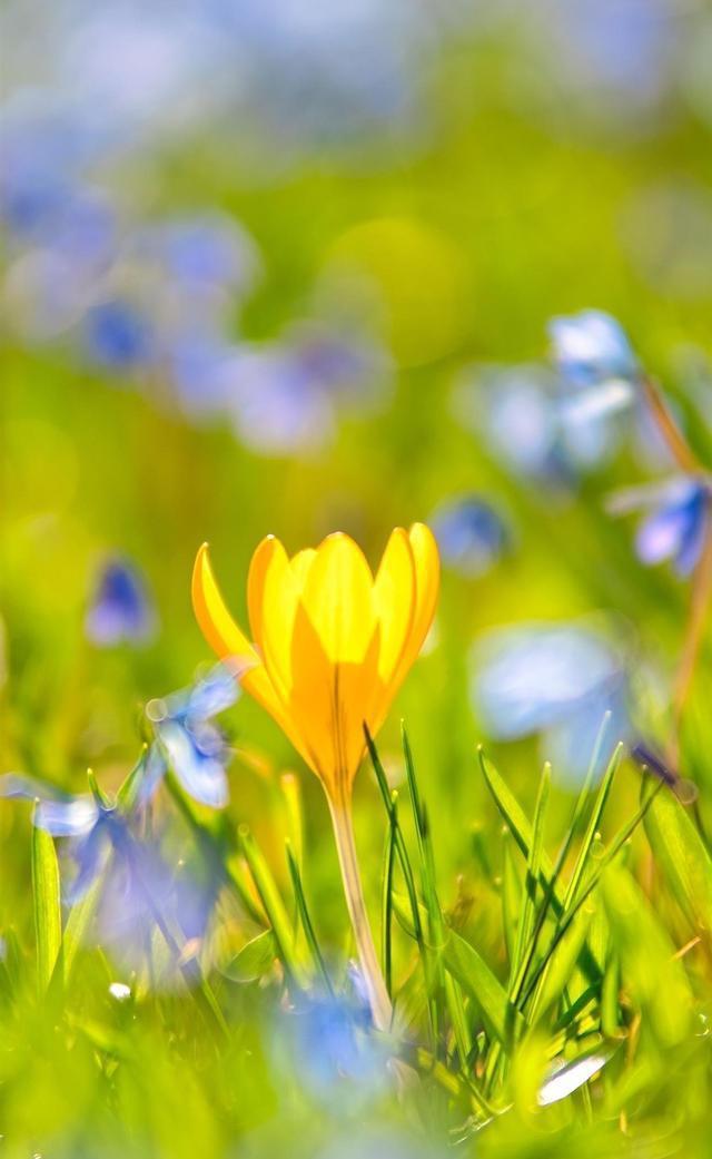 三八婦女節祝福語，送給媽媽的祝福短信大全！