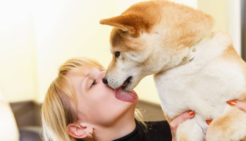 原來狗狗在不同時(shí)候“舔你”，表達(dá)的意思也不一樣