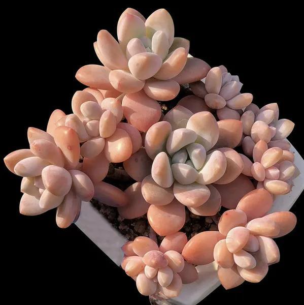 喜歡多肉，怎能不養6種“香多肉”，好看還好養，養在家里滿室香