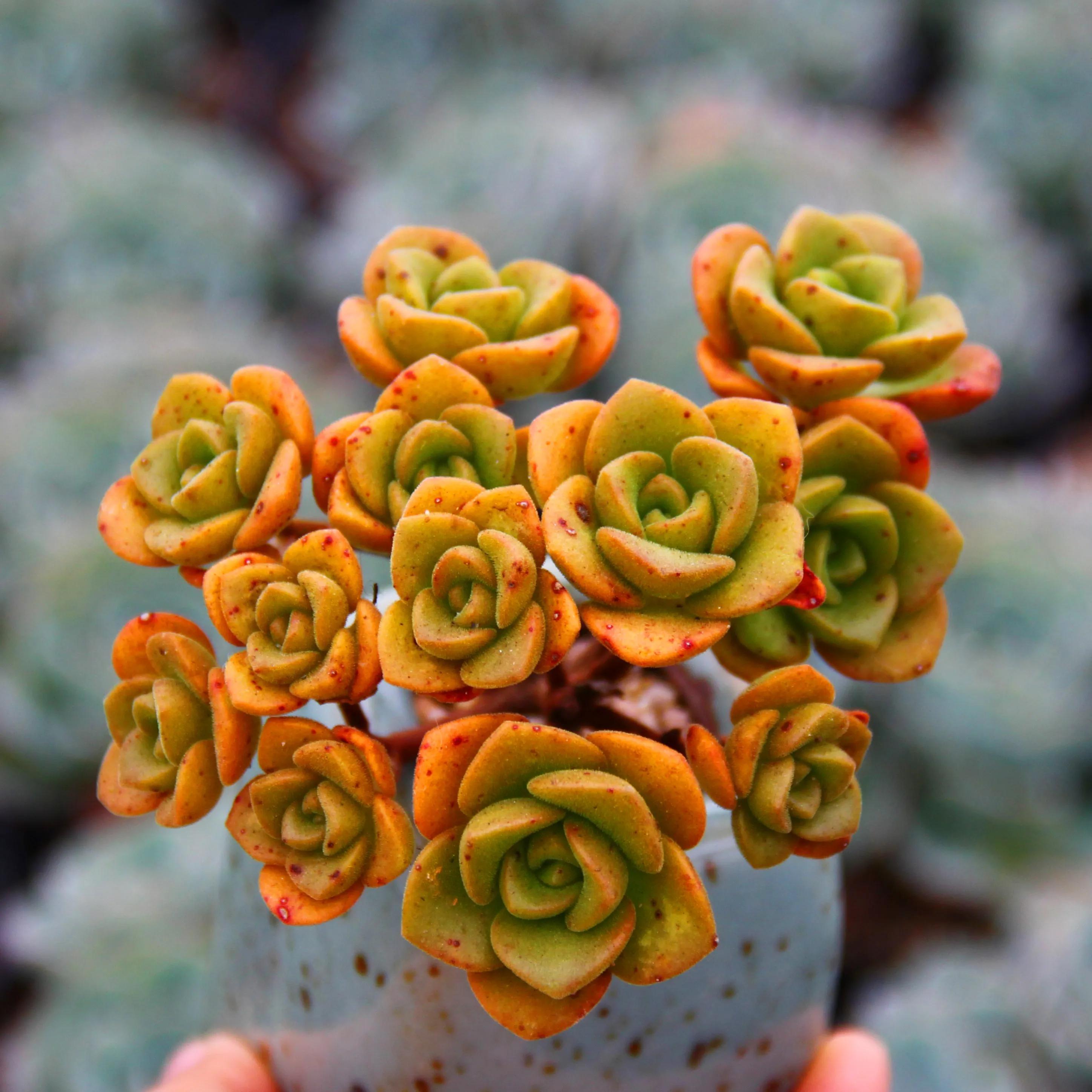 洛神多肉很難養_洛神多肉好養活嗎_多肉洛神的養殖方法和注意事項