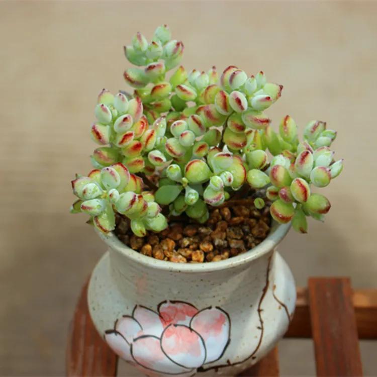 洛神多肉好養活嗎_洛神多肉很難養_多肉洛神的養殖方法和注意事項