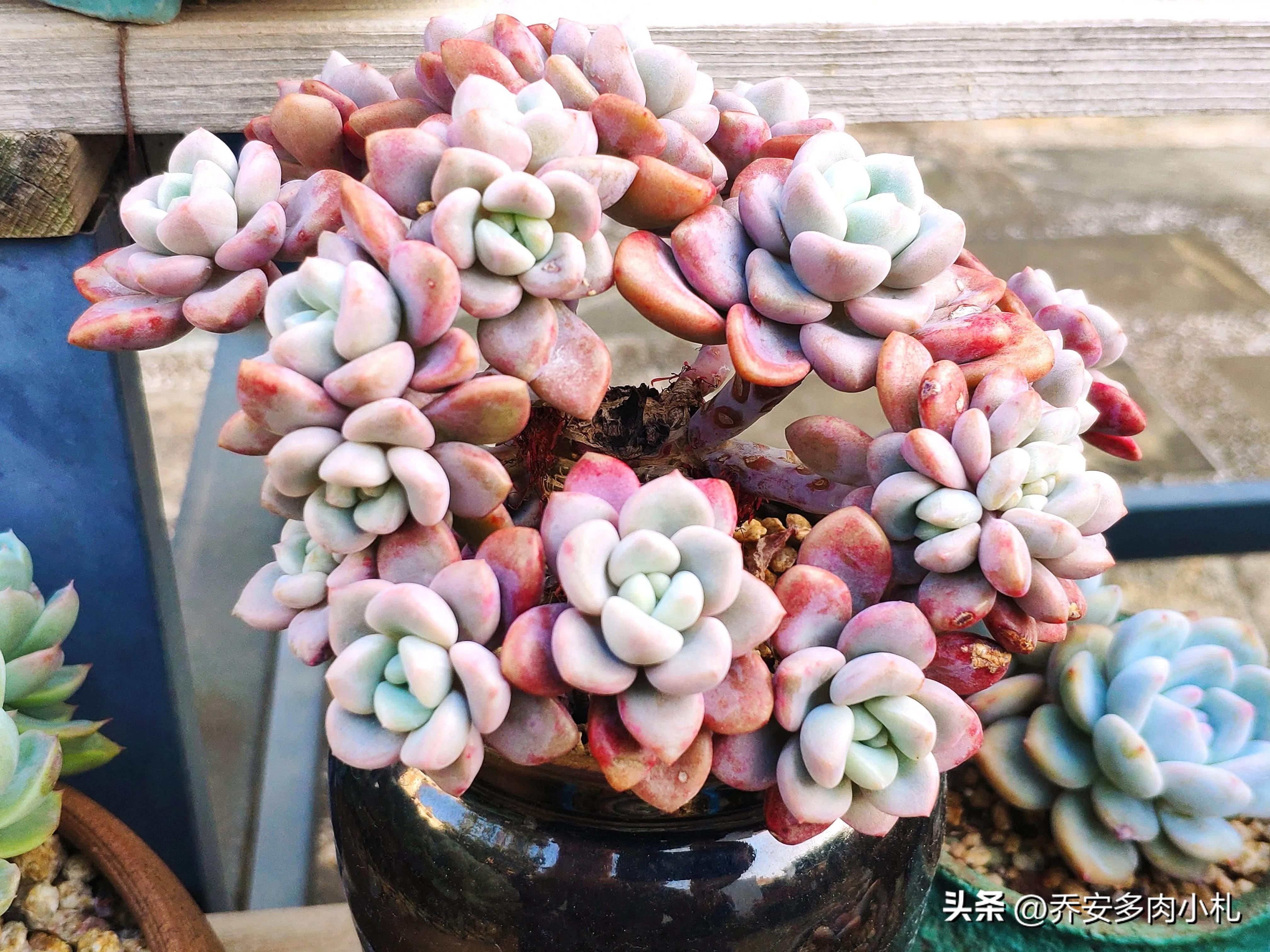 春天的多肉，一向是濃妝淡抹總相宜，不論是萬紫千紅還是只此青綠