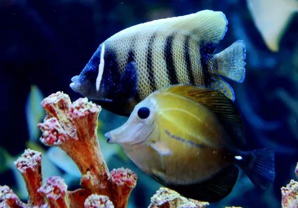 喜歡混養觀賞魚的朋友，知道哪些魚可以放在一起養嗎？