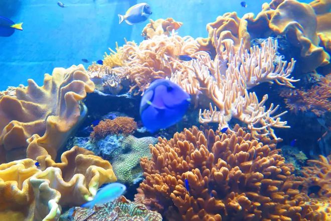 的魚觀賞魚_北方冬天養什么魚觀賞_魚觀賞燈一天開多久