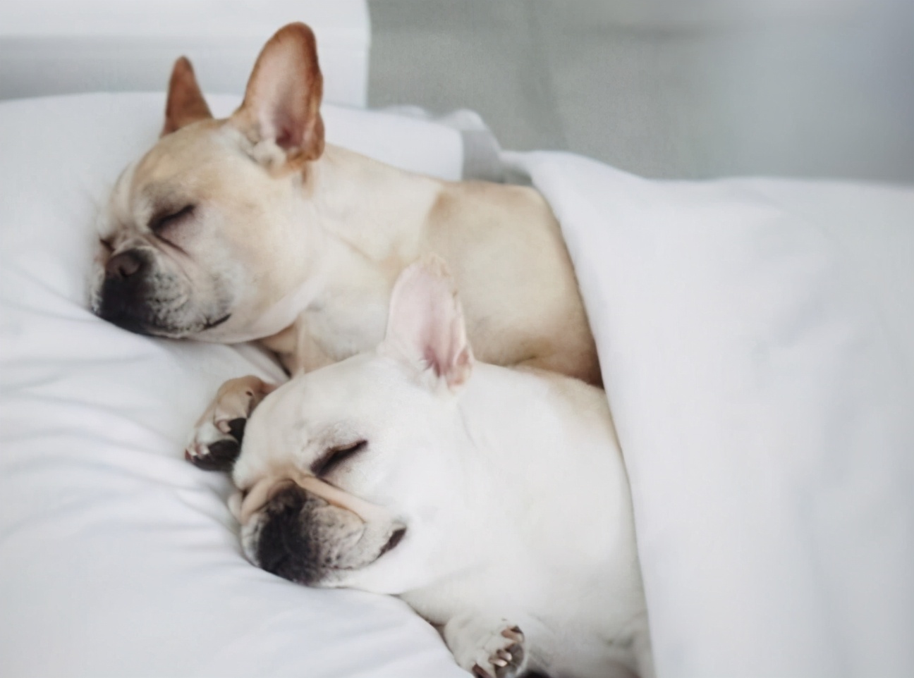 狗子打呼嚕巨響_狗打呼嚕咋回事_狗打呼嚕怎么回事