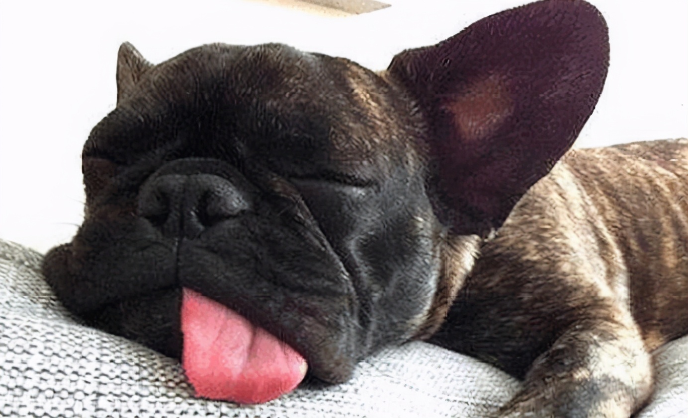 狗打呼嚕怎么回事_狗子打呼嚕巨響_狗打呼嚕咋回事