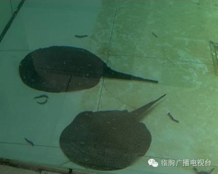 上海買魚的地方_上海買海水魚_上海哪里可以買觀賞魚