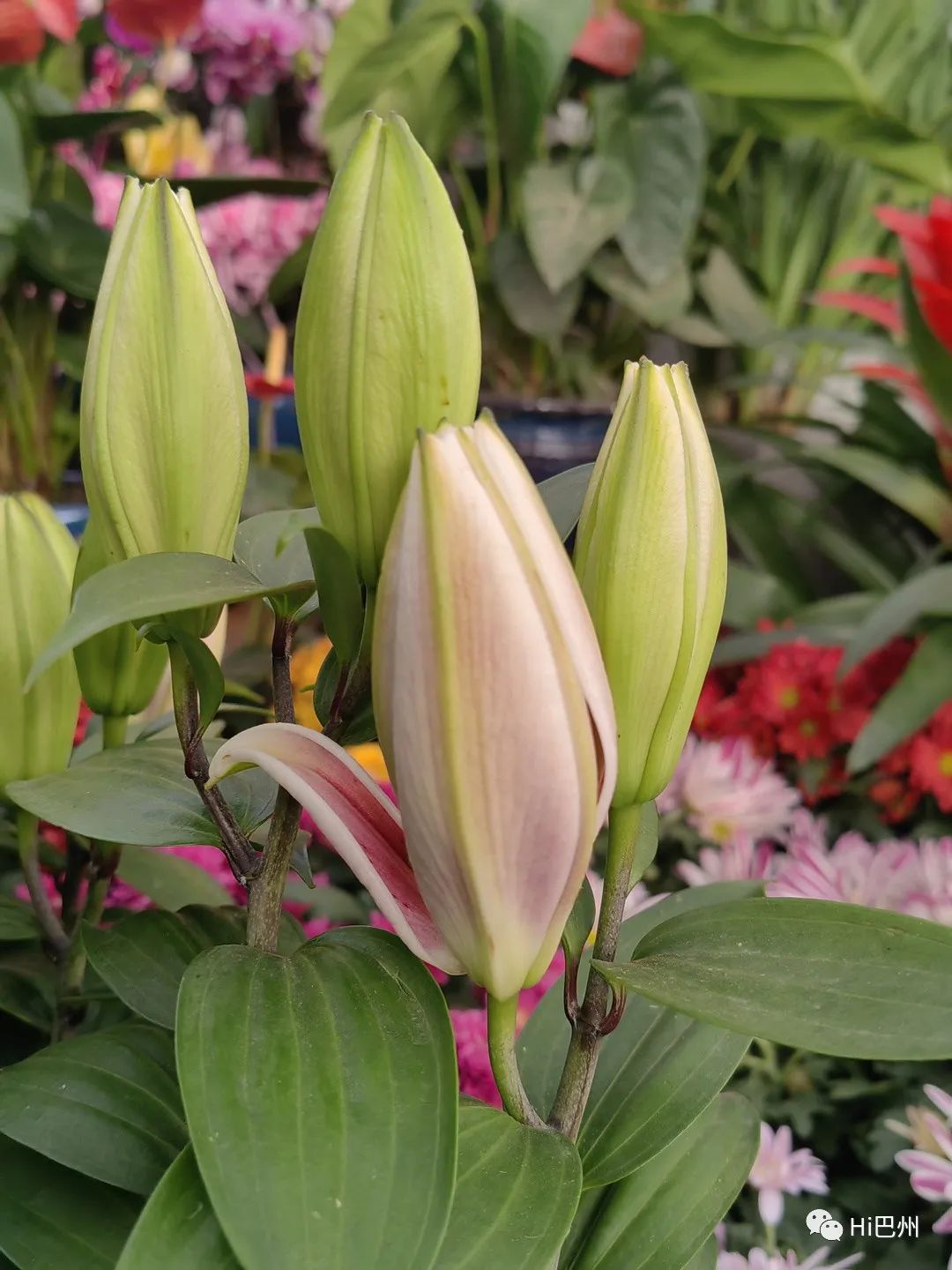 哪里可以批發觀賞魚_批發觀賞魚可以買嗎_觀賞魚批發市場進貨