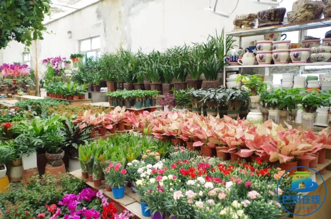 哪里可以批發觀賞魚_批發觀賞魚可以買嗎_觀賞魚批發市場進貨