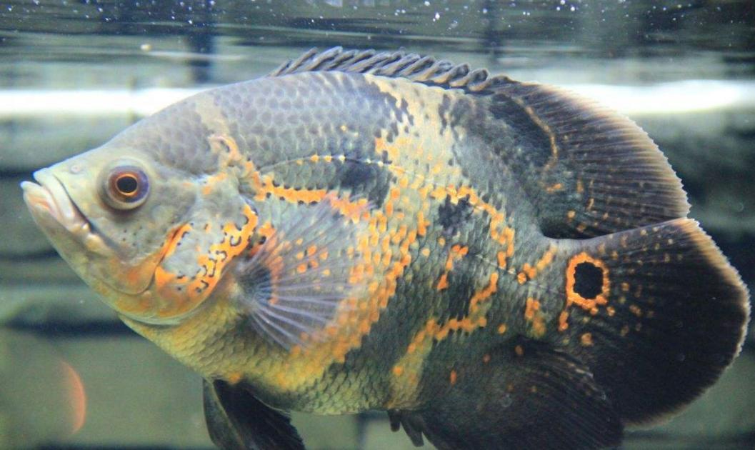 觀賞魚什么魚最兇猛_兇狠觀賞魚_兇猛觀賞魚十大兇猛觀賞魚