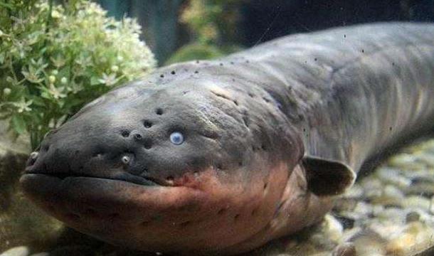 觀賞魚什么魚最兇猛_兇猛觀賞魚十大兇猛觀賞魚_兇狠觀賞魚