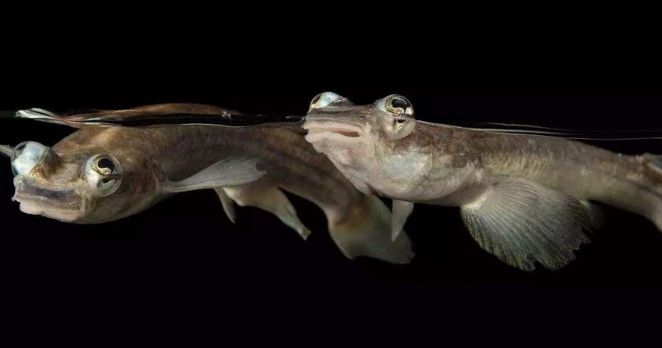 兇狠觀賞魚_兇猛觀賞魚十大兇猛觀賞魚_觀賞魚什么魚最兇猛