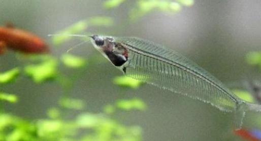 觀賞魚什么魚最兇猛_兇猛觀賞魚十大兇猛觀賞魚_兇狠觀賞魚
