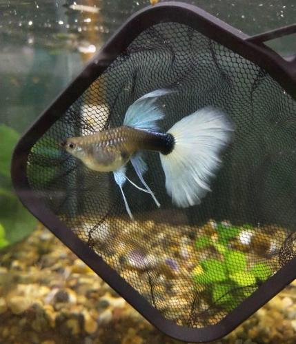 觀賞魚什么魚最兇猛_兇狠觀賞魚_兇猛觀賞魚十大兇猛觀賞魚