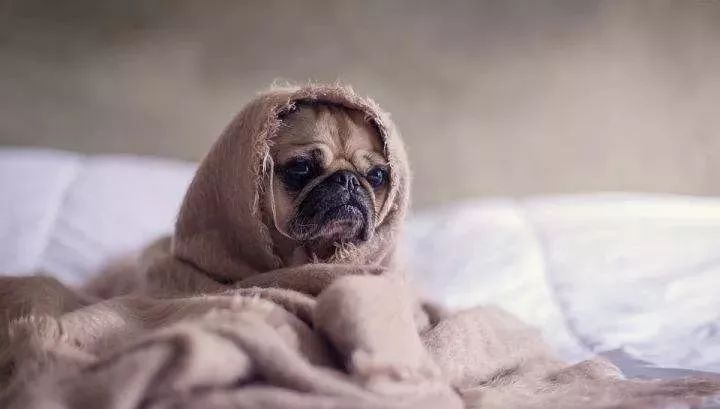 給寵物驅蟲的幾大誤區，你都中招了嗎？