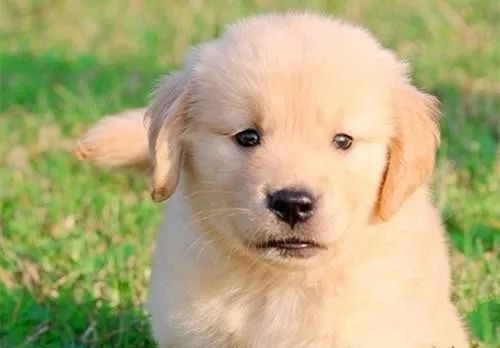 寵物狗驅(qū)蟲的正確方法_寵物狗驅(qū)蟲藥多久吃一次_寵物狗驅(qū)蟲