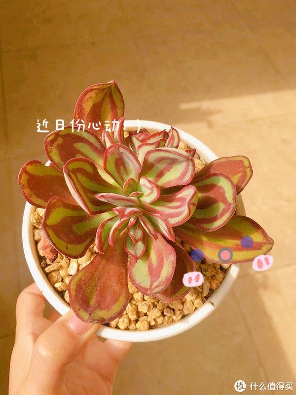 養多肉勞動小竅門_多肉勞爾好養嗎_養多肉的用處