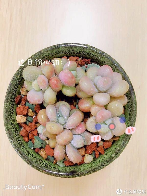 養多肉的用處_多肉勞爾好養嗎_養多肉勞動小竅門