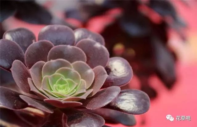 多肉澆水可以澆在肉上嗎_澆水多肉_多肉栽好了可以澆水嗎