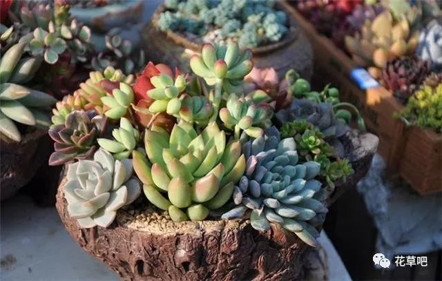 多肉栽好了可以澆水嗎_多肉澆水可以澆在肉上嗎_澆水多肉